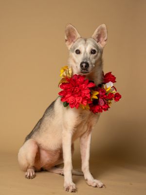 Lilian Husky Dog