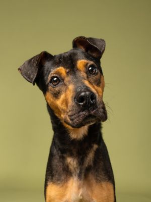 Sqoobi Hound Dog