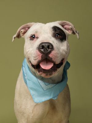 Tac Pit Bull Terrier Dog