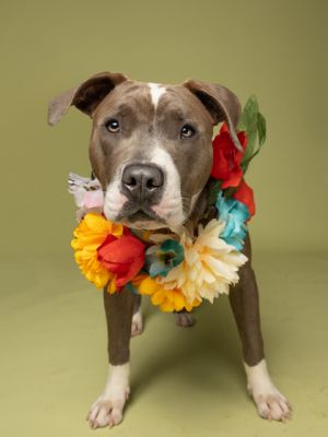 Lanette Pit Bull Terrier Dog