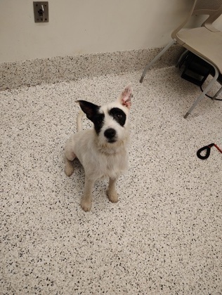 Laith - adopted!