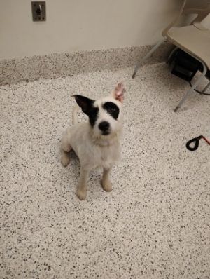 Laith - adopted!, Young Male Mixed Breed