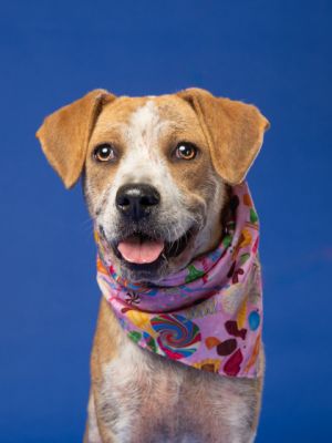 Holly The Howler Pit Bull Terrier Dog