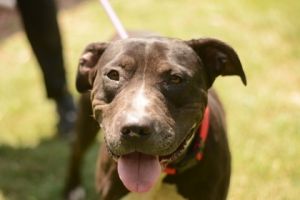 Anita, Adult Female Mixed Breed