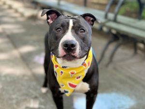 Hershey Kiss Mixed Breed Dog