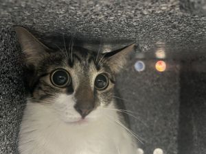 Marsha Domestic Short Hair Cat