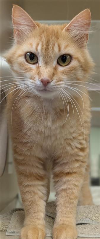 Chelley, an adoptable Domestic Medium Hair, Domestic Short Hair in Hutchinson, KS, 67504 | Photo Image 1