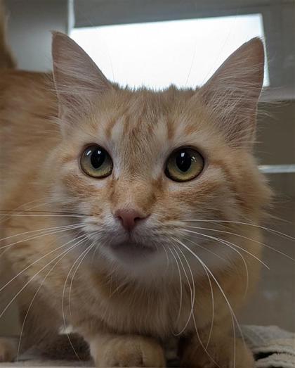 Chelley, an adoptable Domestic Medium Hair, Domestic Short Hair in Hutchinson, KS, 67504 | Photo Image 2