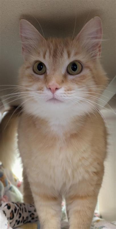 Chelley, an adoptable Domestic Medium Hair, Domestic Short Hair in Hutchinson, KS, 67504 | Photo Image 3