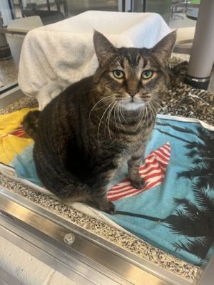 Monte, Adult Male Domestic Short Hair