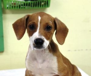 Niles, Baby Male Parson Russell Terrier