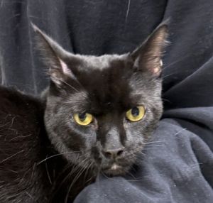 Jackson, Adult Male Domestic Short Hair