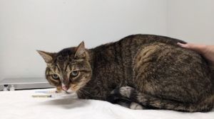 Constance, Adult Male Domestic Short Hair