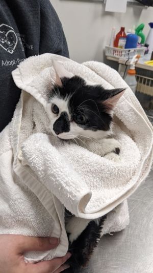 Karen, Adult Female Domestic Short Hair