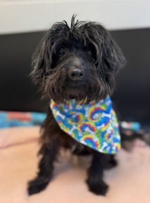 Camaro, Adult Male Poodle