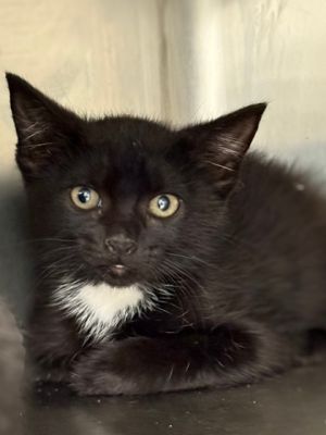 Arista, Baby Female Domestic Short Hair