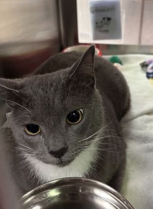 Happy Fang, Adult Male Domestic Short Hair
