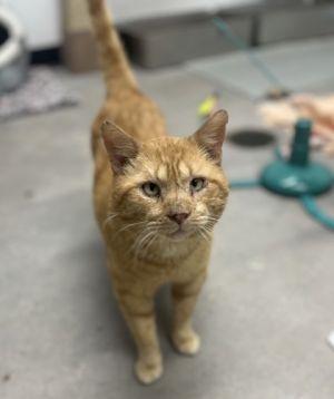 Warlock, Senior Male Domestic Short Hair