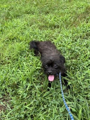 olandria, Adult Female Mixed Breed