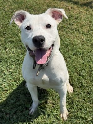 King Richard American Staffordshire Terrier Dog