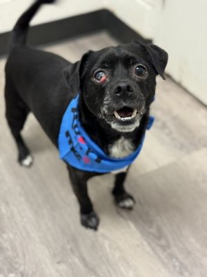 Toby, Adult Male Chihuahua