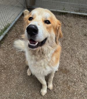 Teddy, Adult Male Retriever