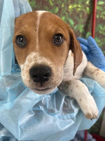 Ron