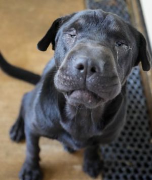 Sharpay Evans, Adult Female Shar-Pei