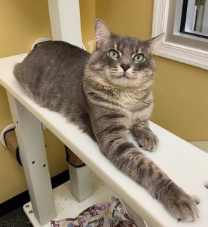 Fabio, Adult Male Domestic Medium Hair
