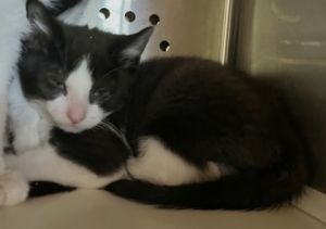 Clyde, Baby Male Domestic Short Hair