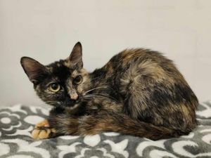 Opal, Young Female Domestic Short Hair