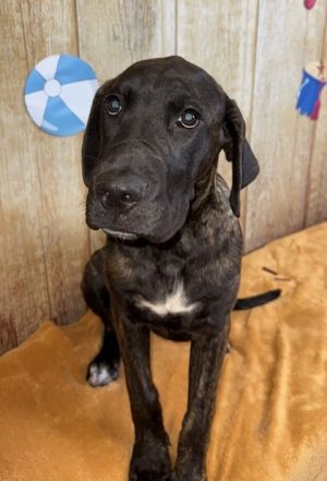 Ethol, Baby Female Great Dane