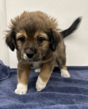 Petunia, Young Female Spaniel