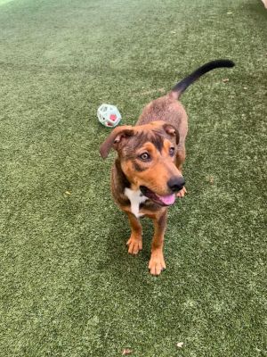 Hunter Black Mouth Cur Dog