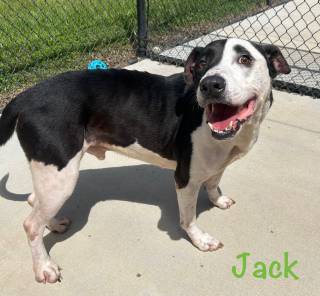 Jack