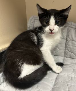 Corporal Mittens