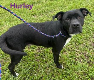Hurley