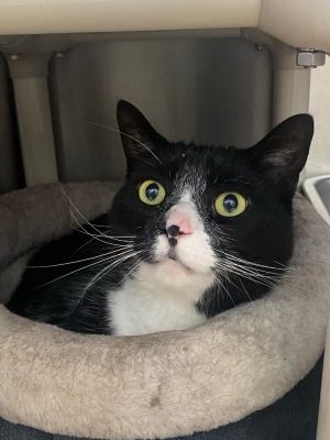 Billy Boy Domestic Short Hair Cat