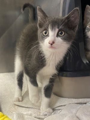 John Domestic Short Hair Cat