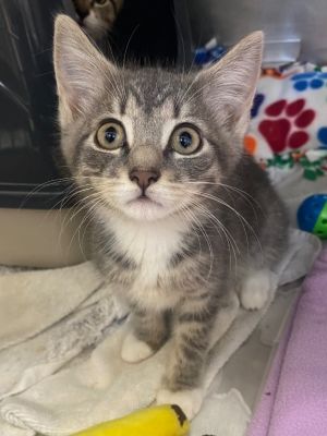 Ringo Domestic Short Hair Cat
