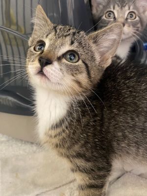 George, Baby Male Domestic Short Hair