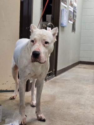 Victoria, Young Female Dogo Argentino