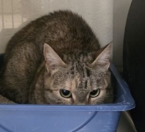 Brooklyn, Adult Female unknown