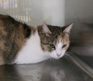 Kiki, Adult Female unknown
