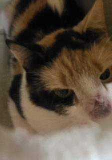 Ellie, Adult Female Domestic Short Hair