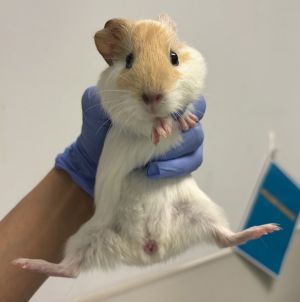 Rosie, Adult Female Guinea Pig