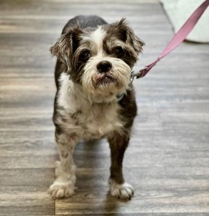 Lynn, Adult Female Shih Tzu