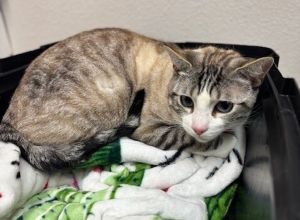 Woody Domestic Short Hair Cat