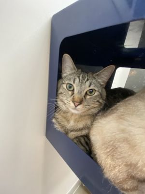 Turkey Domestic Short Hair Cat