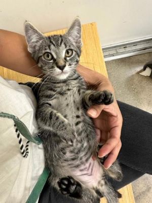 Floyd, Baby Male Domestic Short Hair